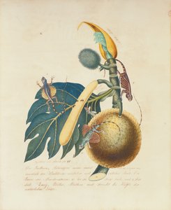 Der Broadbaum..., 1847 (wc paperilla)