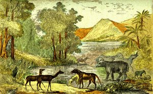 Esihistoria- Eoseenikausi: Oikealta vasemmalle: Paloeotherium, Anoplotherium, Xiphodonts ja linnut Tantalus. Luonnollinen luomus ja elävät olennot. Piirustus A. Demarle. 1885