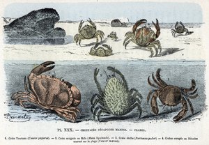 Placa Zoológica; crustáceo decápode marinho, caranguejo (bolo, araignee, etrille, menade) (placa zoológica: caranguejos) Gravura de “L