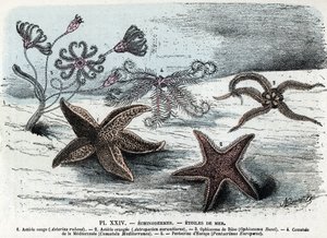 Eläintieteen aluksella; piikkinahkainen, meritähdet (asteries, ophiocoma, comatum ja pentacrine) (Eläintarvikelevy: meritähtiä) Kaiverrus Rengaden "" L