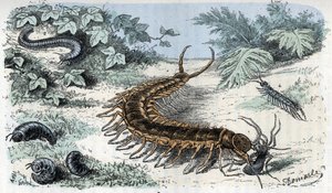 Eläinkartta: Hyönteiset Myriapodes (satasjalkaiset tai tuhatjalkaiset) (Eläintietolevy: Myriapoda) Kaiverrus Rengaden teoksesta "Ihminen ja luonto"