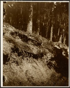 [Tutkimus kukkulan sivulta paljastuneen puun juurista] tekijältä Alphonse Maria Mucha