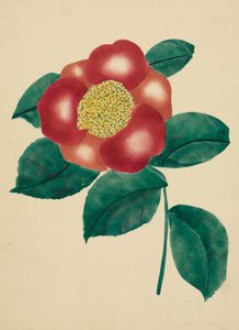 Kiinalainen kukka (akvarelli)