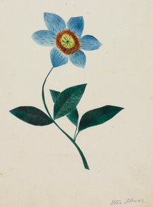 Tähtikukka (akvarelli)