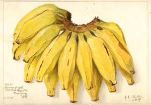 Banaanit (Muse: Guincos Finget) (akvarelli)