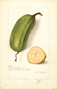 Banaanit (Musa: Popoulu Hawaii) (akvarelli)