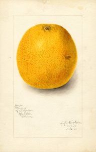 Ichang Appelsiini (Citrus sinensis) (vesiväri)
