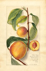 Persikat (Prunus persica) (vesiväri)