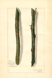 Kaksi sairastunutta appelsiinipuun oksaa (Citrus sinensis) (akvarelli)