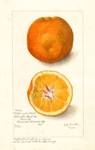 Washingtonin napa-appelsiinit ( Citrus sinensis) (akvarelli)