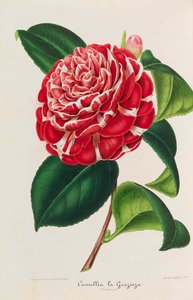 Kamelioiden uusi ikonografia, 1850-1860. tekijältä Ambroise Alexandre Verschaffelt