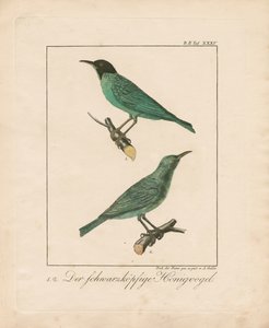 Black-headed Honeyeater (käsinvärjätty kuparikaiverruskaiverrus)