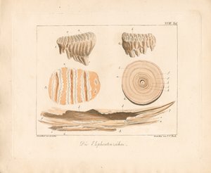 Norsunvarpaat (värillinen kuparikaiverrus) tekijältä Ambrosius Gabler