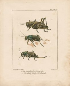 Grasshopper and Bush Crickets (käsin väritetty kuparikaiverrus)
