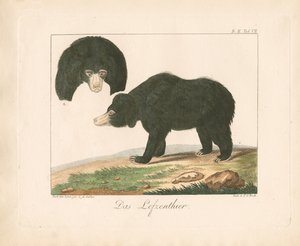 Malesialainen aurinkokarhu (käsin värjätty litografia)