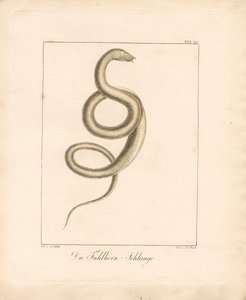 The Feeler Snake (käsin väritetty litografia)