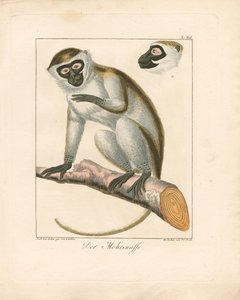 The Moor Monkey (käsinvärjätty kuparikaiverrus) tekijältä Ambrosius Gabler