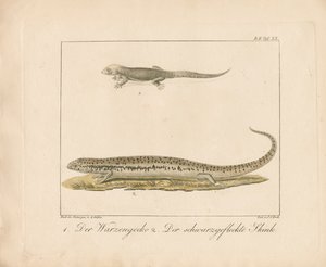 Turkin gekko ja ocellated skink (käsinväritetty kuparikaiverrus)