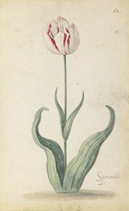 "Speramondi" tulppaani, kukkaalbumista, n.1640