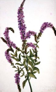PD.128-1973f.11 Purple Spiked Willow Herb (Epilobium) 1787 (akvarelli ja guassi) tekijältä Amelia Fancourt