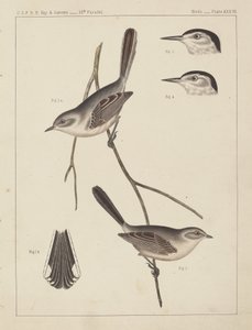 Linnut - U.S.P.R.R. Exp. & Surveys, 35. rinnakkain