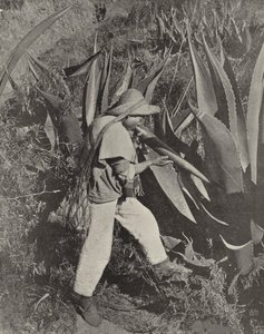 Meksikolainen Pulque Gatherer (m/w kuva) tekijältä American Photographer (after)