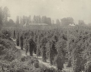 Washington Hop Yard (m/w kuva) tekijältä American Photographer (after)