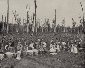 Cotton Picking a Mississippi (foto b/n) finlandès tekijältä American Photographer (after)