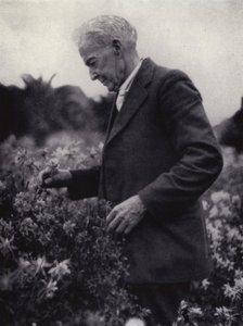 Luther Burbank entre les seves flors (foto b/n)finès tekijältä American Photographer (after)