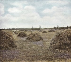 Oregon: Alfalfa (kuva) tekijältä American Photographer (after)