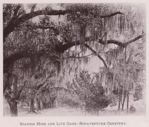 Spanish Moss and Live Oaks, Bonaventuren hautausmaa (m/v kuva) tekijältä American Photographer (after)