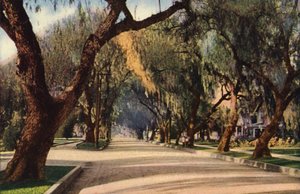 Avenue of Pepper Trees, Pasadena (värivalokuva) tekijältä American Photographer