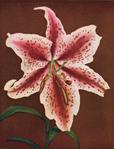 Liljat: Lilium Auratum, Crimson Queen (värikuva): Lilium Auratum, Crimson Queen (värikuva) tekijältä American Photographer