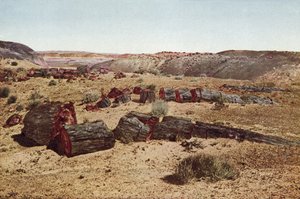 Kivettynyt metsä, Arizona (värillinen kuva) tekijältä American Photographer