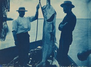 "Tarpon vai hopeakuningas",29. lokakuuta tekijältä American Photographer