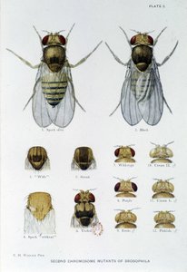 Abeilles - teoksessa "" Osallistuminen Drosophila melanogasterin genetiikkaan", Thomas H. Morgan tekijältä American School