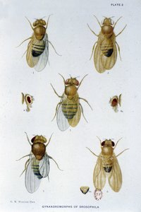 Abeilles - teoksessa "" Osallistuminen Drosophila melanogasterin genetiikkaan", Thomas H. Morgan tekijältä American School