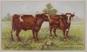 Amerikkalainen mainoskortti, jossa mainostetaan Swift and Company -nimistä eläinnahkoja, Union Stock Yards, Chicago, Illinois (värilitografia). tekijältä American School