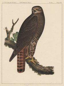 Linnut, levy XIV, 1855 tekijältä American School