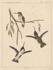 Linnut, levy XIX, 1855 tekijältä American School