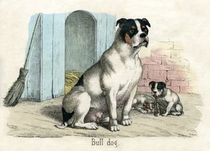 Bulldog, kirjasta The Natural History of Animals tekijältä American School