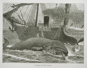 Valaan leikkaaminen, The American Whale Fishery, n. 1850 (kaiverrus) tekijältä American School