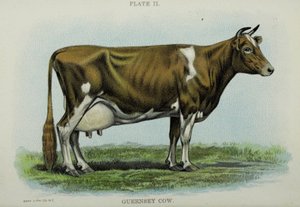 Guernsey Cow, Jacob Bigglen "Biggle Cow Bookista". tekijältä American School