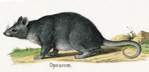 Opossum, The Natural History of Animals tekijältä American School