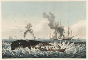 The Whale Fishery - "Oikean" valaan hyökkäys ja "Cutting In", pubi. 1860 (väri litho) tekijältä American School