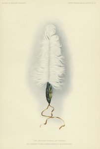 Tirawan höyhensymboli (värilitografia) tekijältä American School