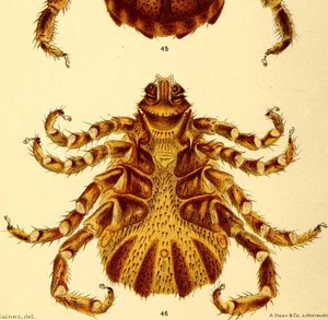 Ventraalinen näkymä Boophilus Annulatus -urospuolesta, kuva kirjasta "Nautapunkit tekijältä American School