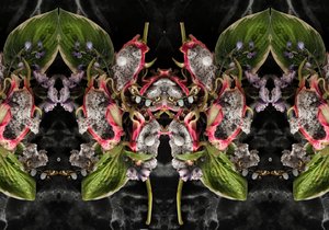 Eve_01, 2016 (Valokuvaus) tekijältä Ana Carolina Tavares Mizrahi