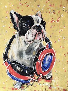 Frenchie kuulokkeet päässä