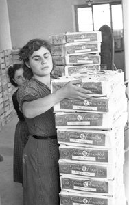 KATKERAT VIINIRYPÄLEET - KANTA tekijältä Ando Gilardi